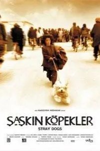 Бродячие собаки